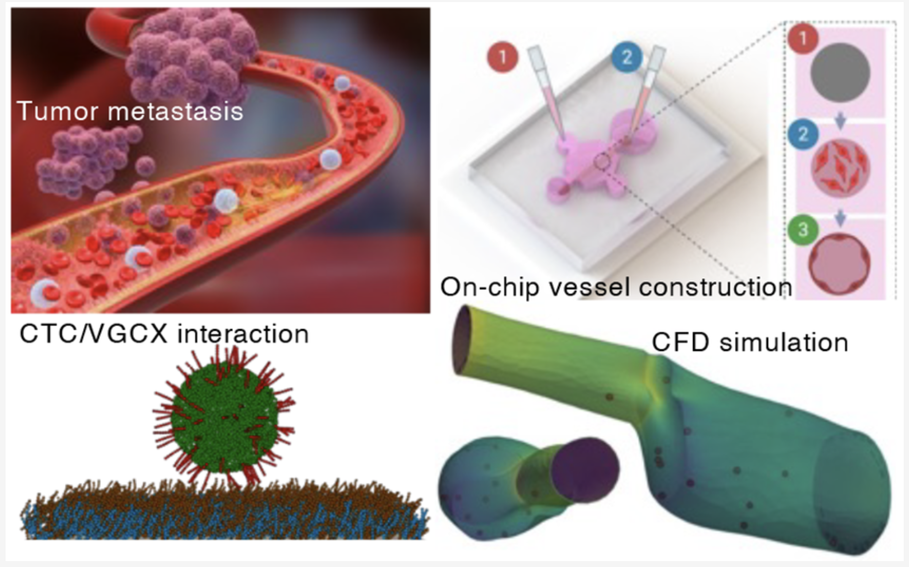 Microfluidic vessel-on-a-chip platform