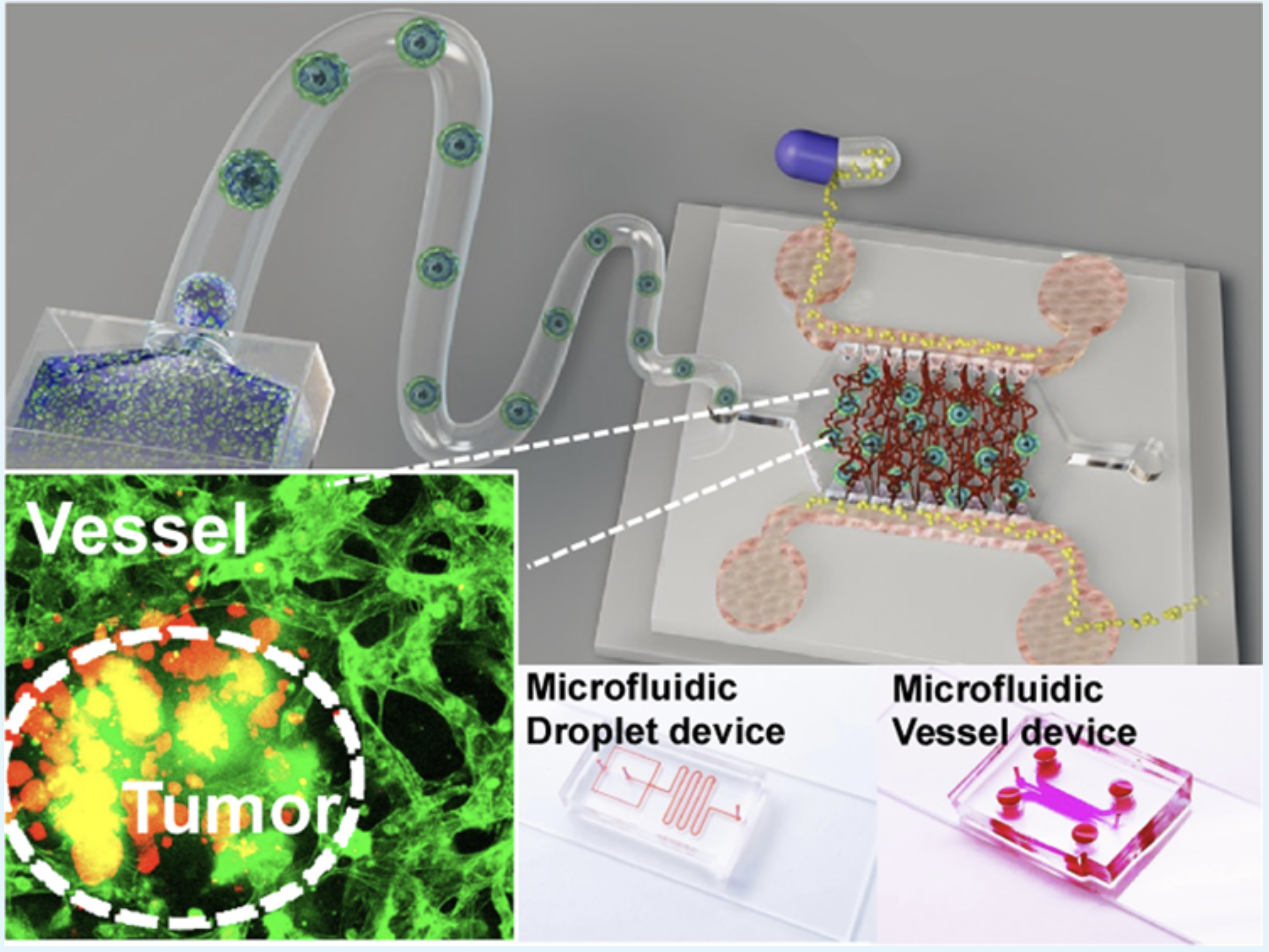 Microfluidic droplet-assisted tumor fabrication