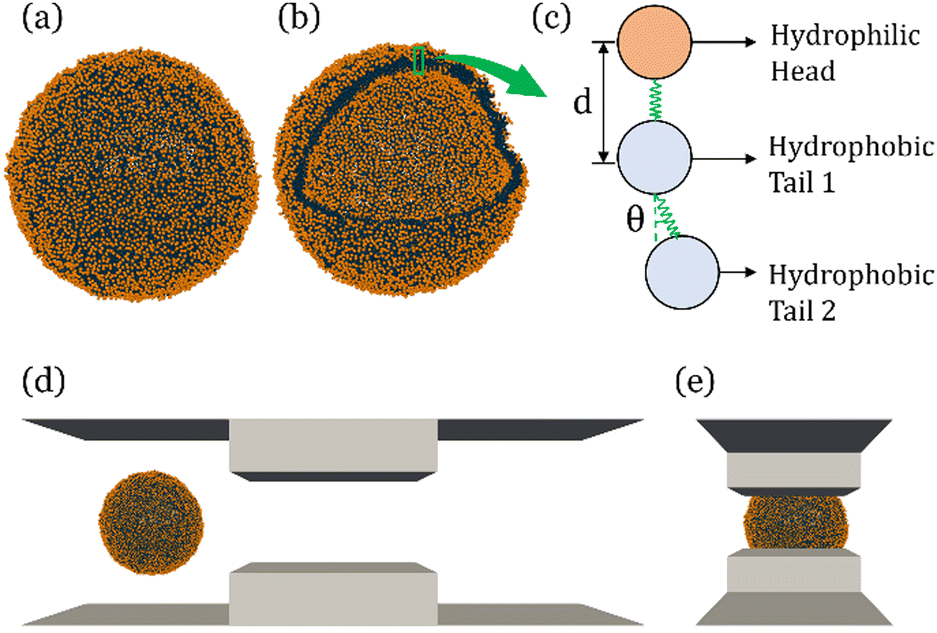 Molecular simulation of EV squeezing for drug loading