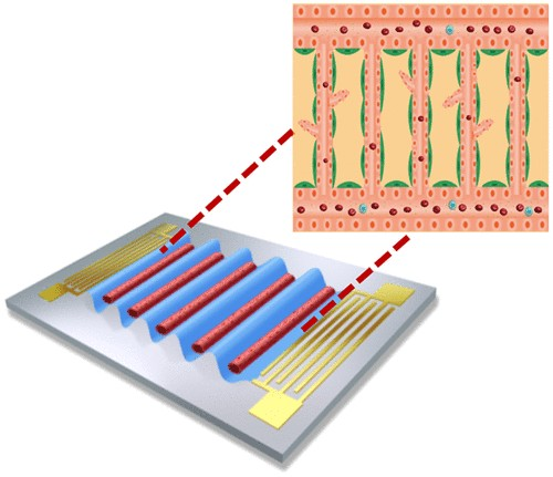 Acoustofluidic vessel-on-a-chip engineering