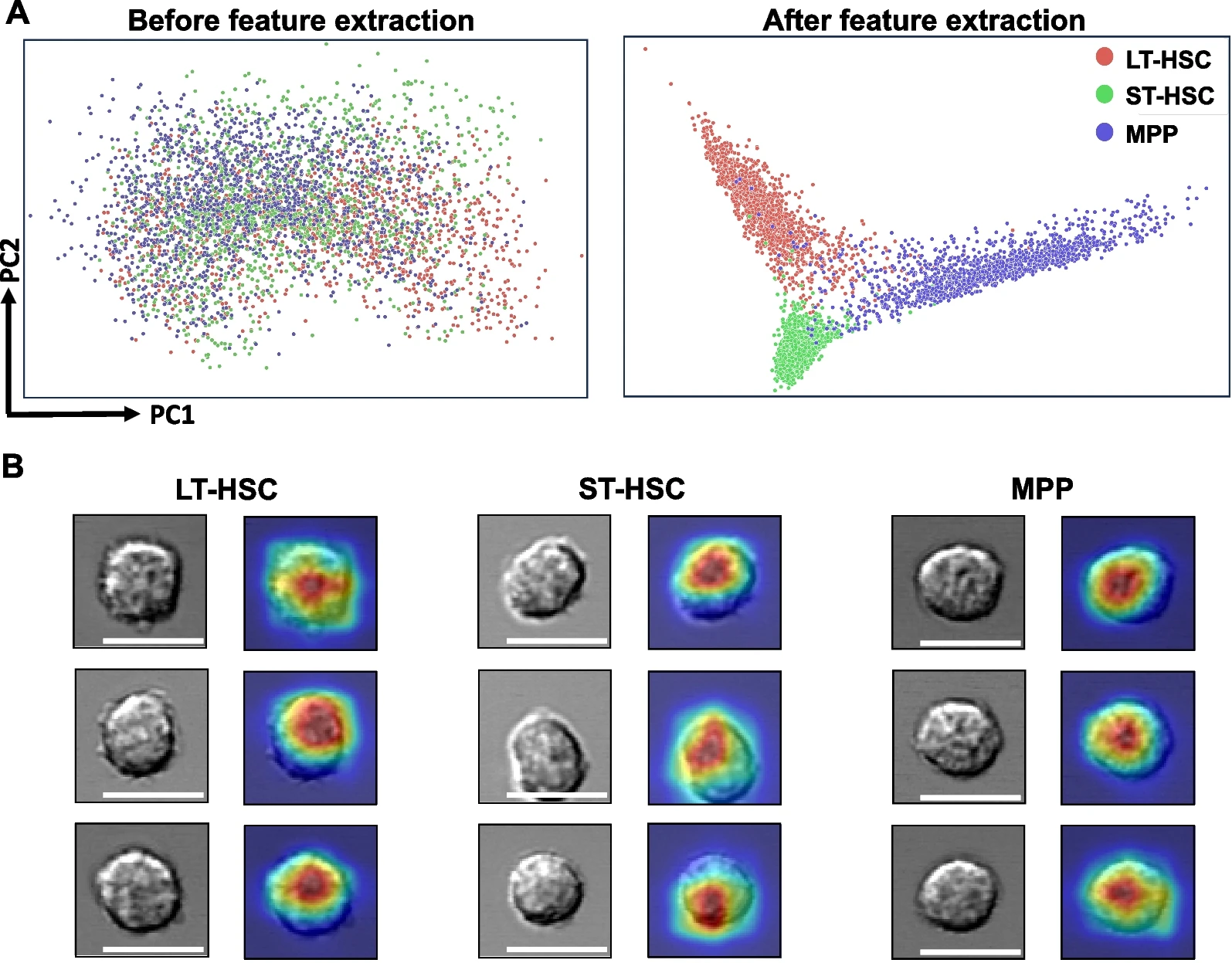 Deep learning-based classification of hematopoietic stem cells