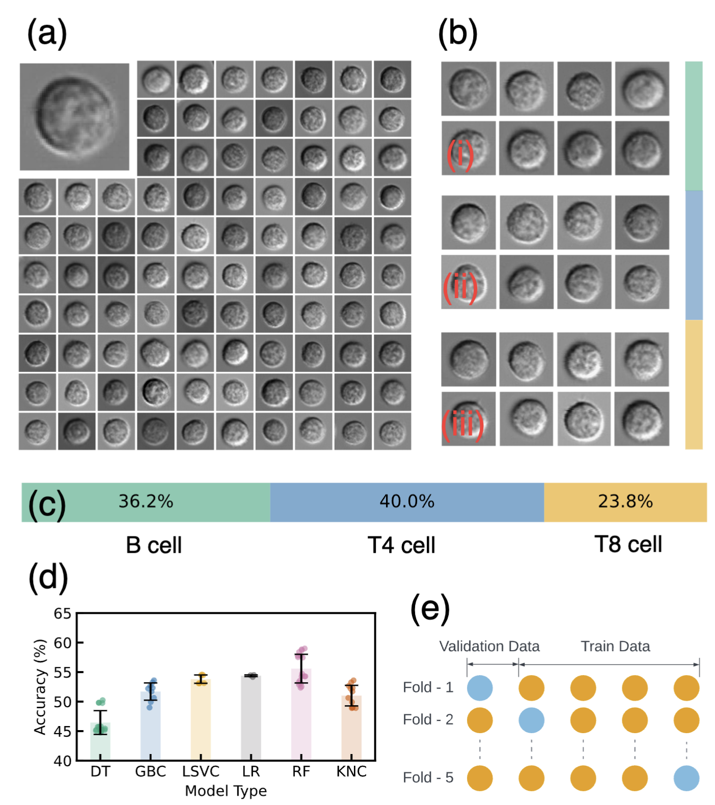 Lymphocyte Cell Classification